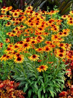 Cone Flower