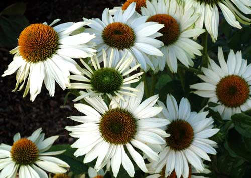Cone Flower