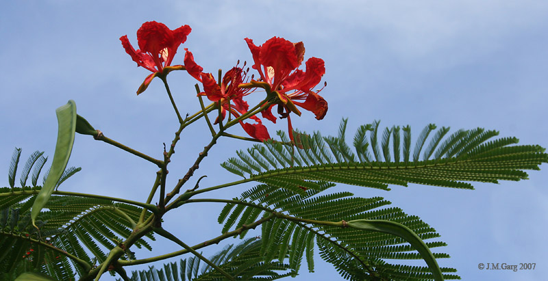 Krishnachura Flower