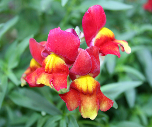 Snapdragon Flower