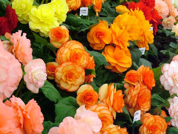 Begonia Flower