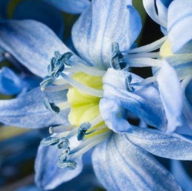 Snowdrop Flower