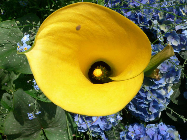 Calla Lily Flower