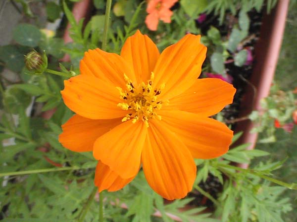 Cosmos Flower