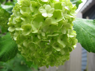 Snowball Flower